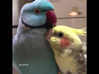 webm thread parrots cute peek peek