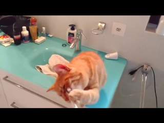 webm webm tread cat toothbrush