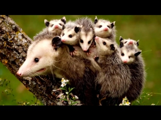 webm tread opossum obossan